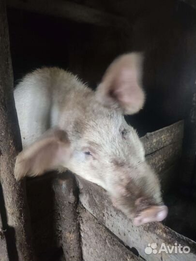 Хрюшки, баран- продажа, обмен