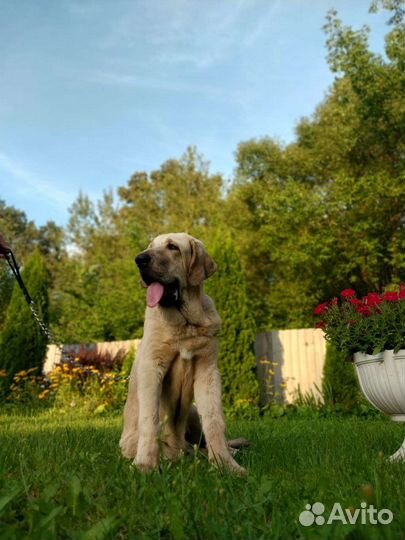 Щенок испанского мастифа