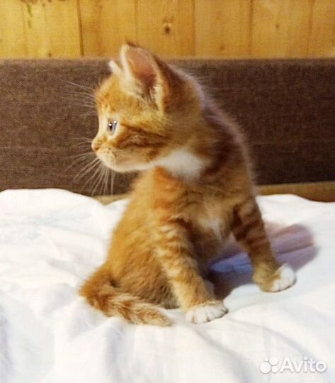 Рыжий котенок