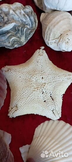 Ракушки камни мор.звезда японское море