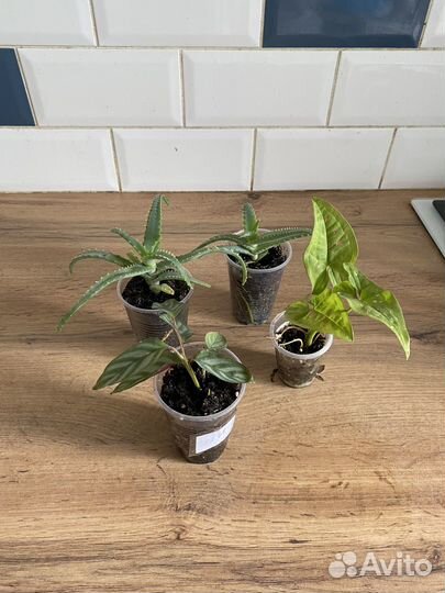 Комнатные растения