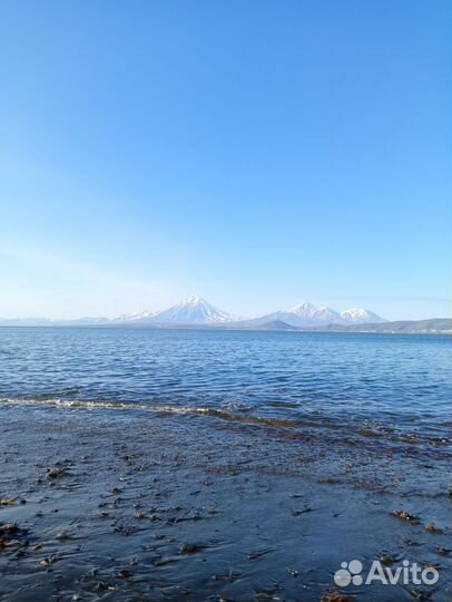 Морские ракушки