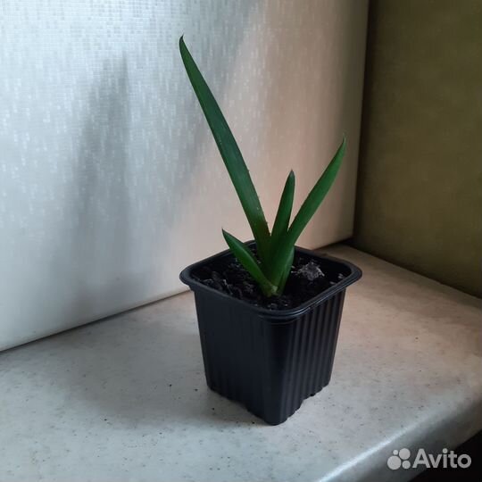 Детки Алоэ Вера лечебный столетник