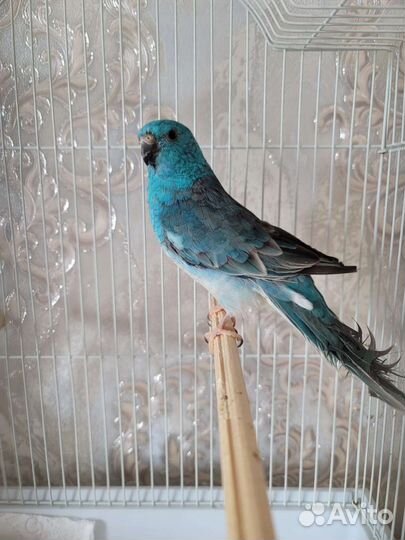 Певчий попугай