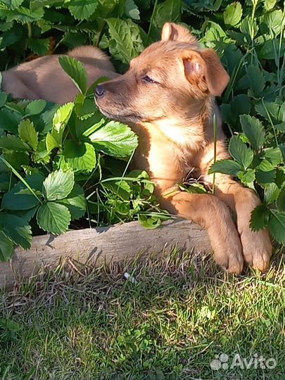 Чудесная девочка щенок Умка 3,5 месяца в дар