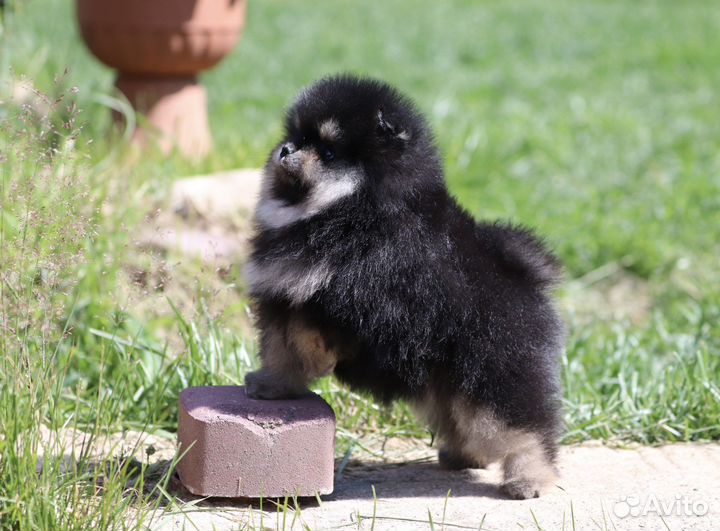 Щенок шпица чёрно-подпалого окраса
