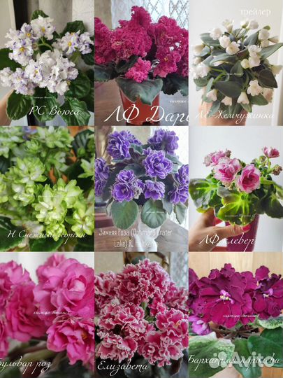 Сортовые фиалки