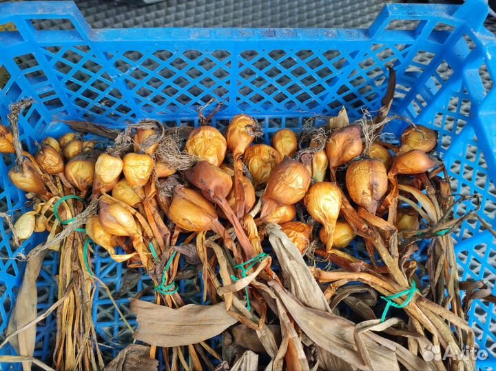 Колхикум 10 луковиц безвременник