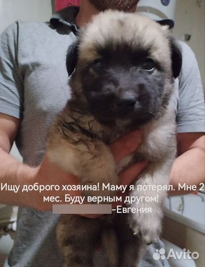 Щенок в добрые руки