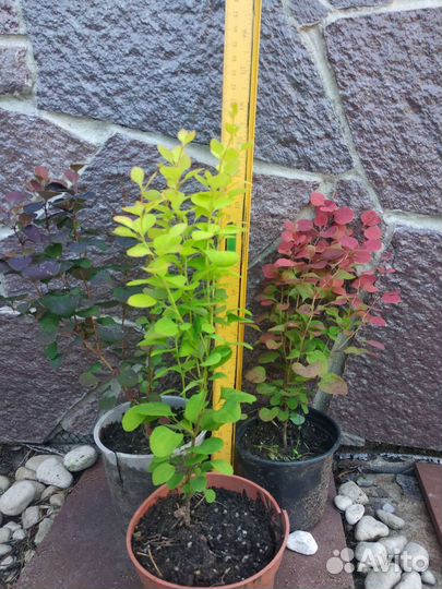 Барбарис Тунберга