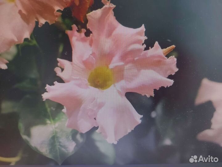 Мандевиллы и диплодении