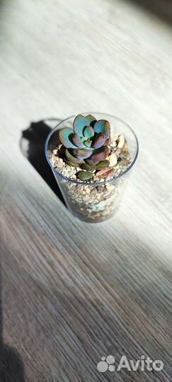 Суккуленты детки 2