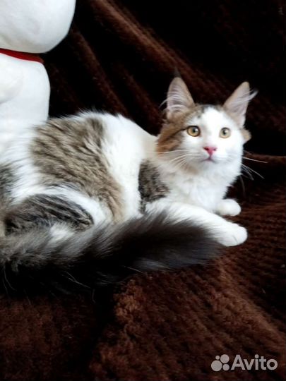 Котик ищем семью