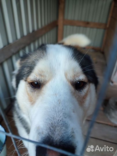 Собака ищет дом