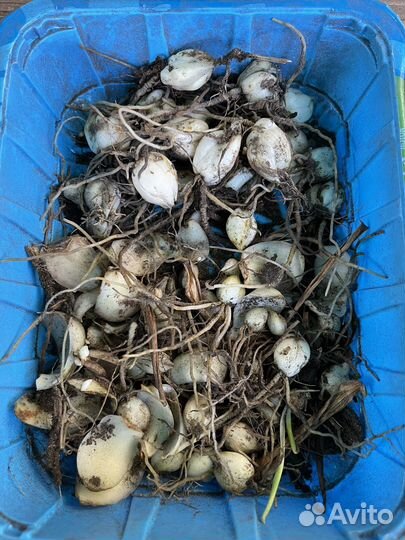 Лилии на посадку 2