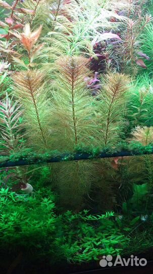 Перистолистник Рорайма