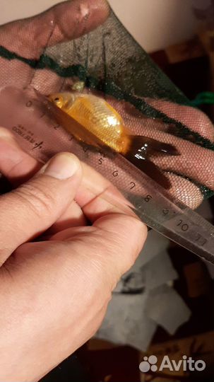 Золотые рыбки, сомики анциструс