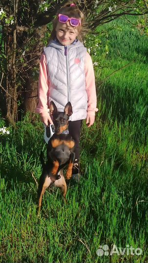 Собака карликовый пинчер