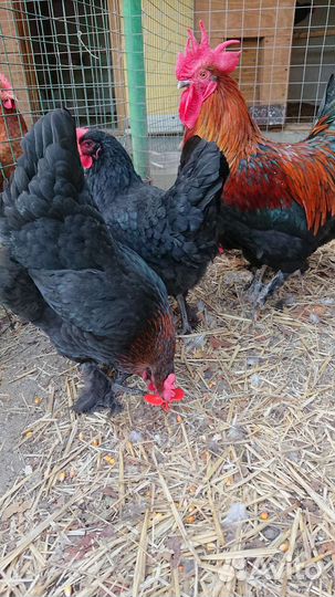 Маран черномедный инкубационное яйцо