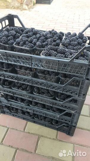 Саженцы малины