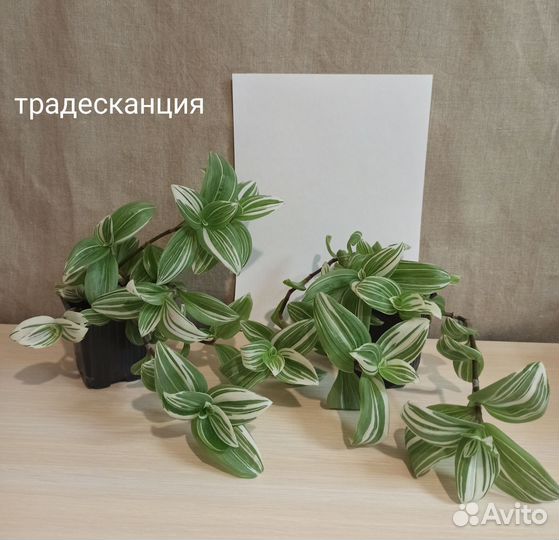 Сциндапсус, пилея, хлорофитум, традесканция