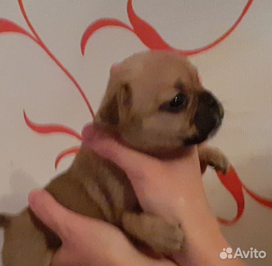 Французики