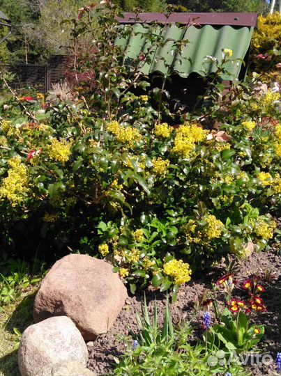 Магония падуболистная