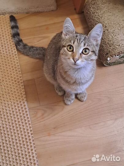 Мальчик Сёма ищет дом
