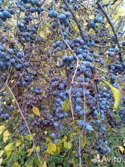 Виноград девичий, ирга, терно слива, роза саженцы