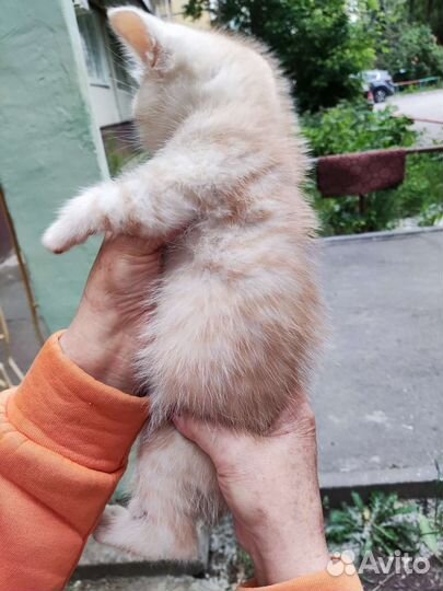 Кот шотландец