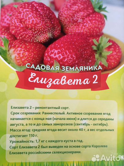 Рассада садовой земляники