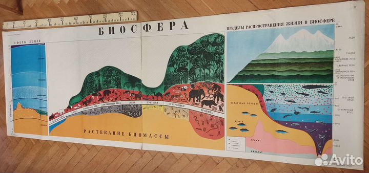 Плакаты (таблицы) учебные (биология) ч.2