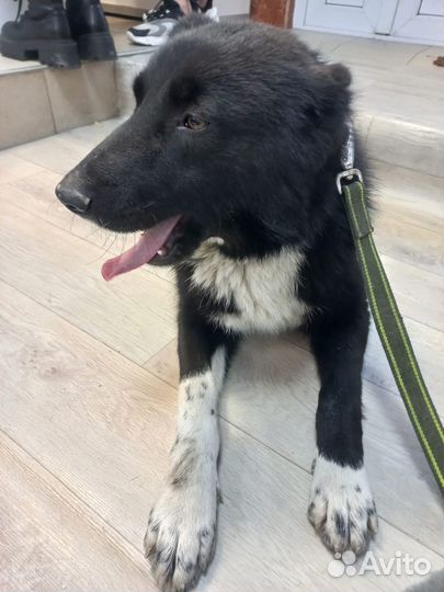 Собака в добрые руки