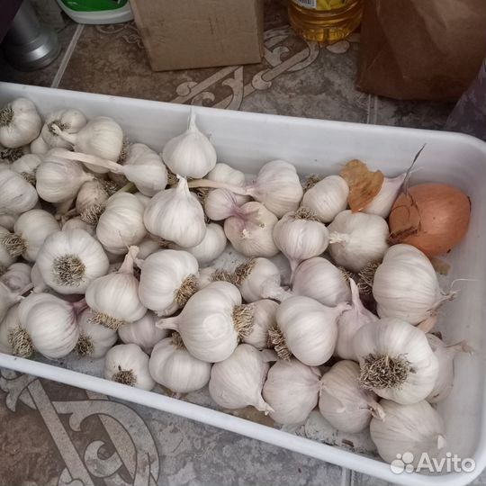 Чеснок на посадку