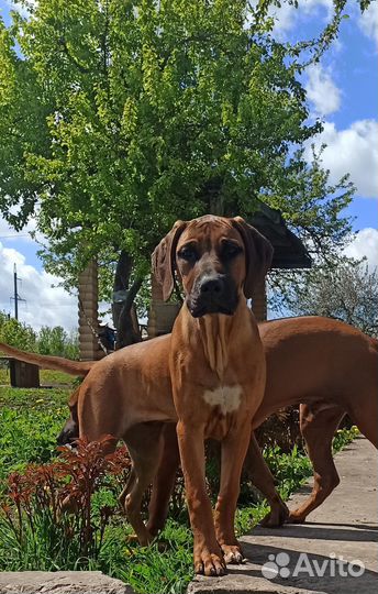 Щенок риджбека