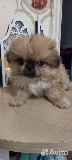Щенки пекинеса