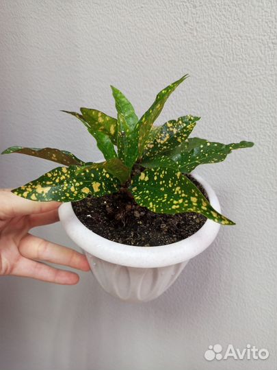 Кодиеум кротон 2 шт в горшке 0.9 л