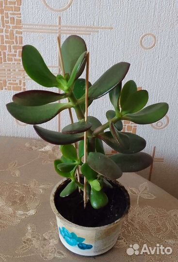 Хамедорея, рео, крассула (толстянка), строманта