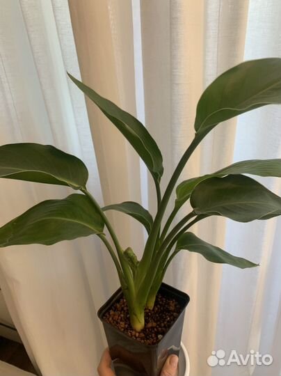 Стрелиция регина 70 см райская птица