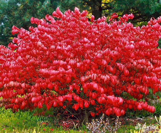 Бересклет европейский