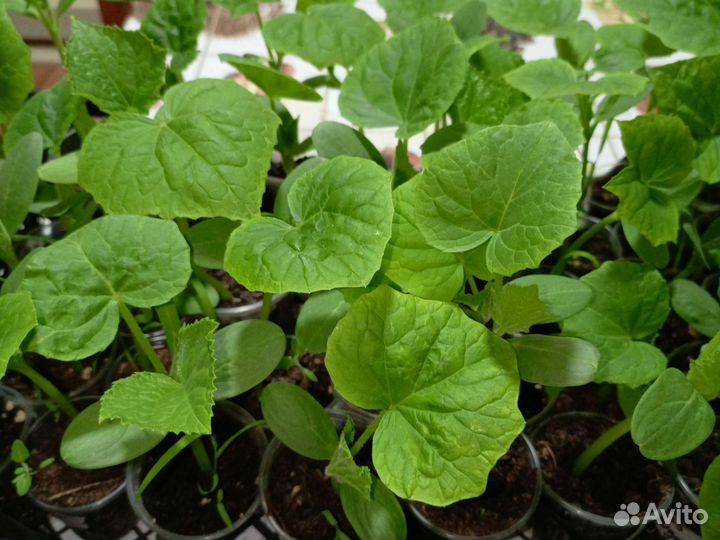 Рассада огурцов герман