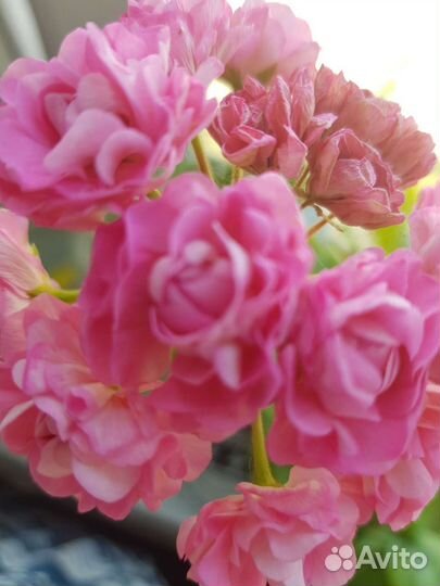 Пеларгонии