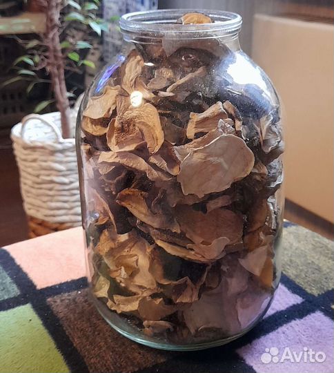 Белые грибы