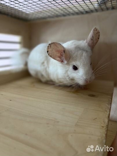 Витрина для шиншилл шиншилла клетка