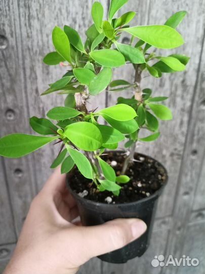 Молочай миля,молочай эуфорбия