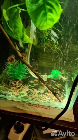 Креветки,анциструс-Самка,листья миндаля,гуппи