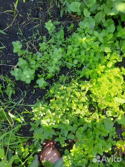 Мята 10 сортов: клубника,яблоко,смородина