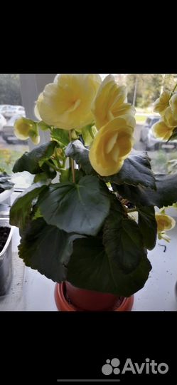 Бегония элатиор