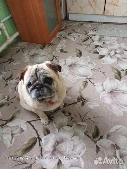 Собака в добрые руки отдам бесплатно