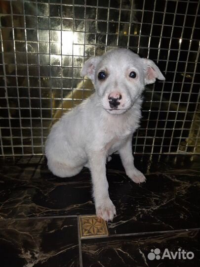 Пряник - ласковый, как котёнок в дар